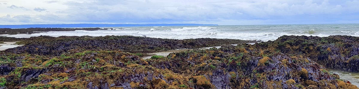 View of seashore with seaweed covered rocks